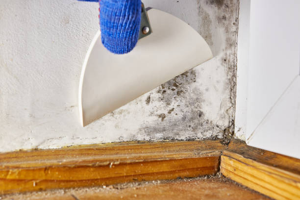 Mold Documentation for Insurance Claims in Pemberton Heights, NJ